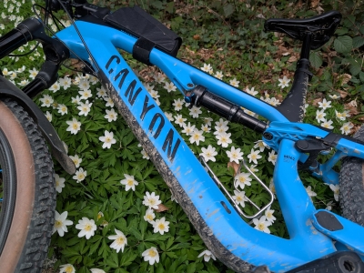 Viele hübsche Buschwindröschen.