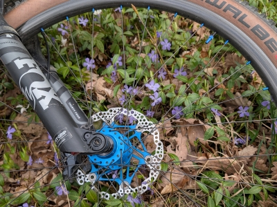 Erste Veilchen sind zu sehen.